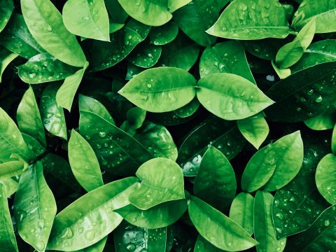 Nettoyage de vitres écologique